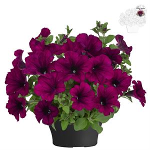 Afbeelding van Petunia TP26 Purple